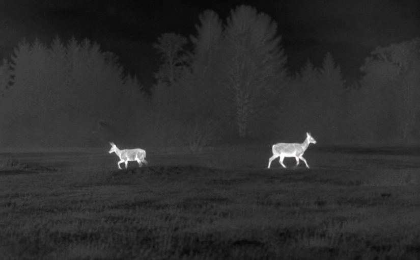 The Clean Handoff: A Field-to-Grill Plan for Keeping Venison Safe and Ethical